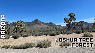 JOSHUA TREE FOREST - ARIZONA USA