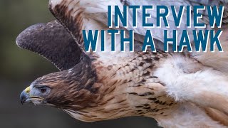 Animal Interview with Eagle Bluff Environmental Learning Center: Red-Tailed Hawk