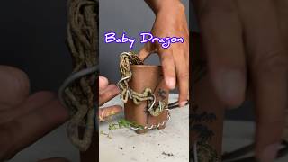 Baby Dragon Bonsai