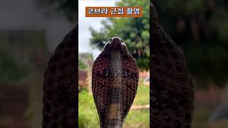 [산림동물] 야생 코브라 뱀 근접 촬영 🐍