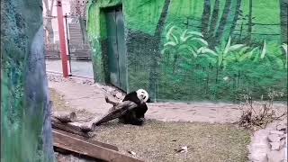 Диндин и Катюша панда 🐼🥰💖 Московский зоопарк 🐼🐼🐈🍂