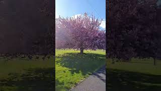 #Davidson mill pond park@Nj #cherry blossom trees #pink petals @Pramee1530