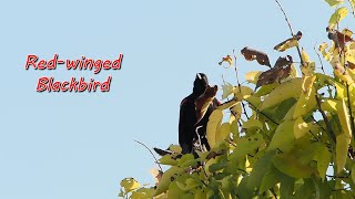 Red-winged Blackbird