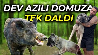 HAYDUT OĞLU MİRZAYI DOMUZ YARMIŞ DURUMU AĞIR