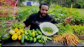 Another awesome Organic Summer  Harvest - at home In my backyard  This is What I Harvested Today!