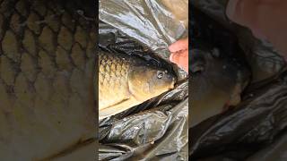 Nice carp! #shorts #carp #fishing #fish #shortsvideo