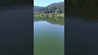 💧🏞️ Race na Podpeškem jezeru / Ducks on Podpeč Lake 💧🏞️