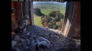 FalconCam Project 06.11.2024 07:41