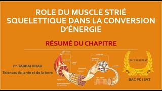 Role du muscle Strié squelettique dans la conversion d'énergie (Résumé)