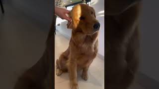 funny dog videos, 4 #shorts #shortsvideo #shortsfeed #puppy #dog #pets #funny #pet