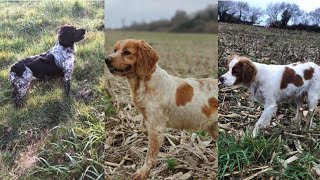 Les reproductrices de l'élevage de Keranlouan, Ofelia, Orka de keranlouan, et Pearl