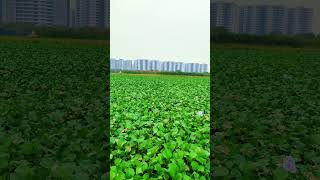 প্রাকৃতিক সৌন্দর্য 🌿💚 #nature #metro #travel #metrotravel