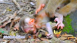 Oh God! Young mother Floran unknow how to take care of newborn baby monkey Floran fell to the ground