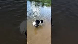 Bordercollie swim training