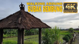 ⁴ᴷ⁶⁰ Walking Around Subak Sembung ~ Denpasar ~ Bali in 4K 60fps