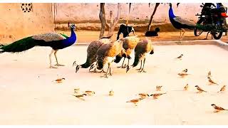 Peacock Beauty Of Thar Nagarparkar