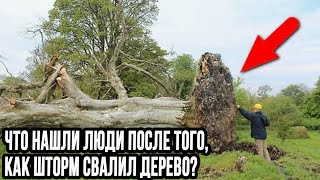 1000 лет это было скрыто от людей в корнях дерева!Что нашли люди после того,как шторм свалил дерево?