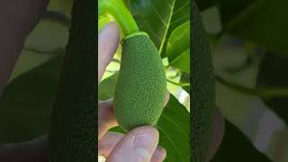 Jackfruit Flowers