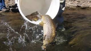 Brown Trout Stocking 3 26 19 Medium