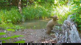 bear cub dealing with water 15Jun2024