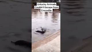 Unlucky Animals That Couldn't Escape from Crocodile @planet2animals #crocodile #crocodileshorts