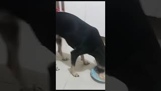 👍 🔔 🐶🐶 olha as fofura almoço au au e servidos vem com nois kkkkkiiii