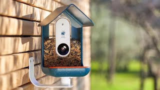 5 Best Bird Feeder Camera in 2024: birdwatching at home