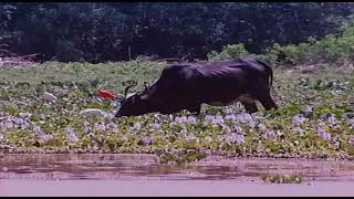 Cuidemos la Flora y Fauna Venezolana