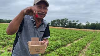 Strawberry U-Pick in Canada my parents 🤩