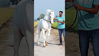 I've never seen such a white horse #shorts #shortsfeed #horselover #horsepower #whitehorse #viral