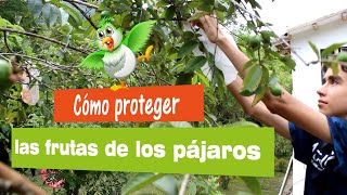 Cómo proteger las frutas de los pájaros y espantarlos de los cultivos