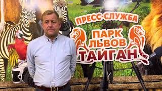 ОГРОМНОЕ ГОРЕ случилось в Парке Львов Тайган! Хищники не прощают ошибок! Светлая память, Лялечка!