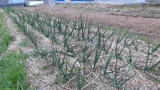 【自然農】2024年2月14日 エンドウ豆急に成長・早生赤玉ねぎ成長に差【natural farming】