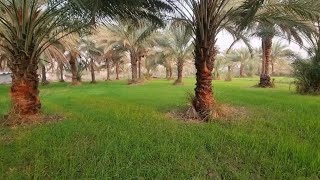 نصف دونم 1,250متر متعددة النخيل 🌴 في مدينة كربلاء للسكن او للترفيه 07725726926 اتصال