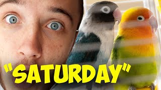 Building Parrot Mansion! Ep 3 | "It's Saturday"