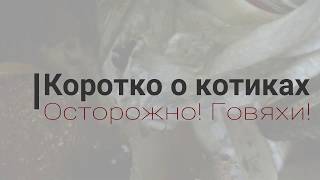 Коротко о котиках Осторожно! Говяхи!!!!