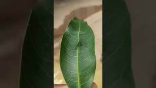 The common baron caterpillar on a mango leaf