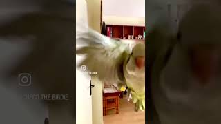 parrot flying in slowmotion #parrot #funnybird #bird #slowmotion