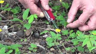 Woodland Edge: Dwarf Cinquefoil