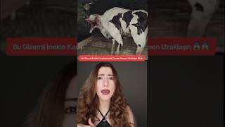 EĞER BU İNEKLE KARŞILAŞIRSANIZ ORADAN HEMEN UZAKLAŞIN! #shorts #tiktok #creepypasta