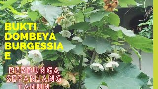 Dombeya-Burgessiae flower that bees like most dombeya (kesukaan Lebah Apis & Trigona) SepanjangTahun