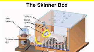 Operant Conditioning - Skinner box experiment - VCE Psychology