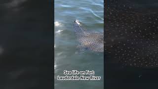 Sea life on the new river in Fort Lauderdale #shorts