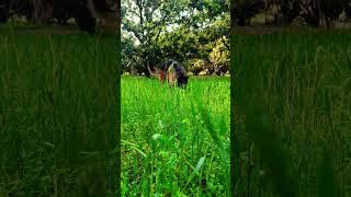 German shepherd stock coat male dog #viral #trending #music #youtubeshorts