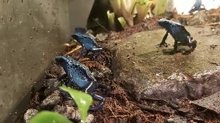 FEEDING ,, Tinctorius Azureus,, Poison Dart Frogs in Vivarium bioactive enclosure