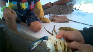 How to put a live crab to sleep with your fingers.