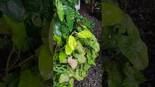 Rain from Typhoon Carina. Plants are loving it. #plants #rain