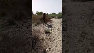 #beautiful #camel #video #viral