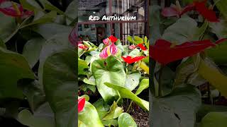 Red Anthurium #viral #viralshort #viralshorts #shorts #short #gardeningshorts