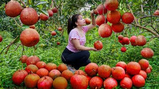 Harvesting Grapefruit Go To Sell At Village Market - Grow Sweet Potatoes - Family Farm - New Life